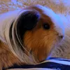 thefreerangeguineapigs