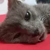 gato_robinho