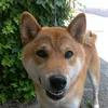 furufuru_64