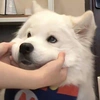 samoyed.iu.oi