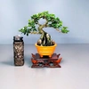 iKhoa Bonsai