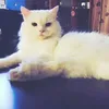 _emmaireen_