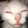 vyjery6