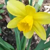 agrepina_belarusian