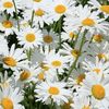 zeynep_111111_saaaa