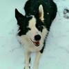 goose_the_border_collie