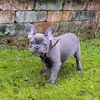 MomwithFrenchie