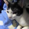 cat_friendly11