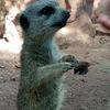 kamyfarfan