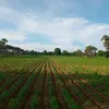 မောင်ထွေး