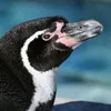 kei_soratobupenguin