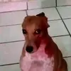 perroskibidi777