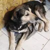 atom.capo