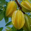 simchai9999