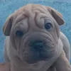 leonardobaina