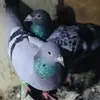 amzjkh1