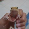 daffa_ulhakim
