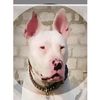 mardandogcenterofficial1