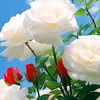 rehn_2r
