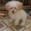 shirleysingsonros