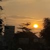 anax_tunggal