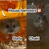 _houses_hamster_