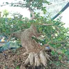 samnui_bonsai_641987
