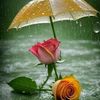 salehahmed8355