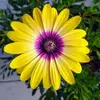 renblueyes