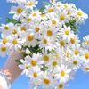 زهرة الكرز🌸🌸MH