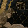 sajida_almghrabi