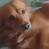 eklerthedog