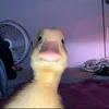 vrgn.iiaa