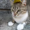 nessabasco