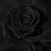 black_rose36914