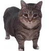 tarhunz