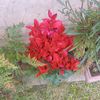 astro2327651
