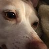 crazydogandpactrick