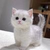 me_gustan_los_gatos5