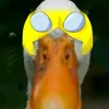 duckvincible.am.cc