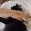 kristiankitty68