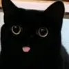 blackcatdoingtiktoks