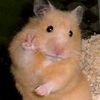 its.qi3