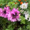 27aliya_567