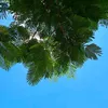 maybanglang