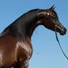 cavalos_paixão