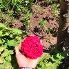 ibrahim.rajawi20