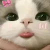gaideptop1ha