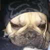 beaviscollisy