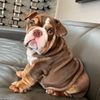 lupillothebulldog